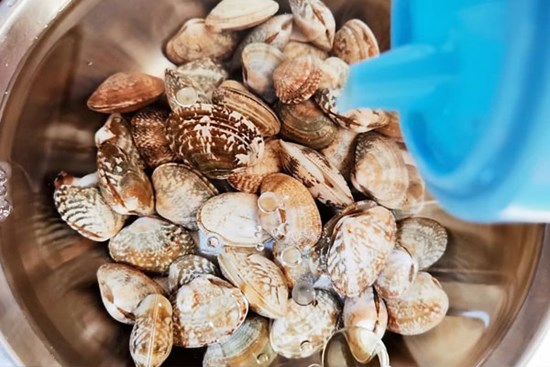 Ngoài muối, thêm vài giọt nguyên liệu này ngâm, ngao đảm bảo nhả sạch cát không còn một hạt