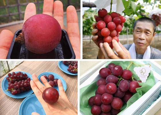 Ai cũng sốc” khi nghe qua mức giá của 8 loại trái cây đắt nhất hành tinh này, bỏ ra hàng trăm triệu mới mua được là chuyện bình thường-3