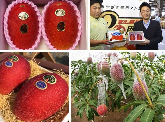 Ai cũng sốc” khi nghe qua mức giá của 8 loại trái cây đắt nhất hành tinh này, bỏ ra hàng trăm triệu mới mua được là chuyện bình thường-5