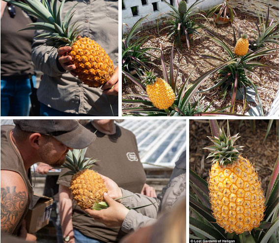 Ai cũng sốc” khi nghe qua mức giá của 8 loại trái cây đắt nhất hành tinh này, bỏ ra hàng trăm triệu mới mua được là chuyện bình thường-6