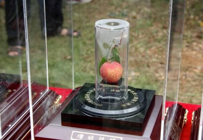 Ai cũng sốc” khi nghe qua mức giá của 8 loại trái cây đắt nhất hành tinh này, bỏ ra hàng trăm triệu mới mua được là chuyện bình thường-8