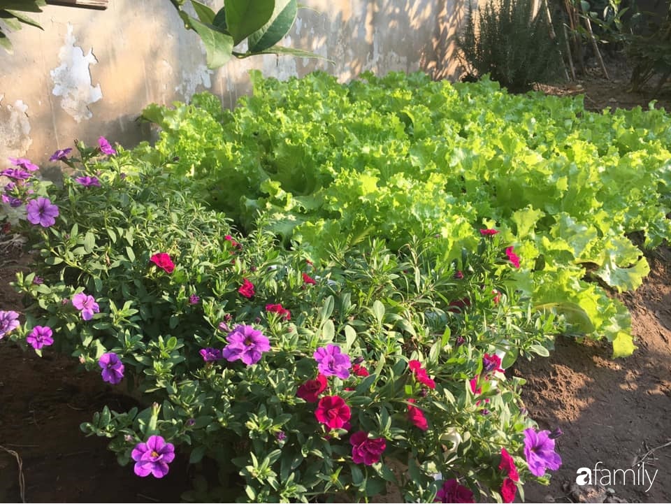 Bà mẹ trẻ ở Hà Nội chia sẻ kinh nghiệm trồng vườn treo Babylon ngay giữa lòng thành phố đã 10 năm vẫn xanh tốt-15