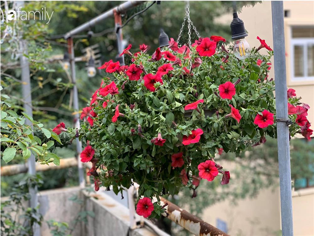 Bà mẹ trẻ ở Hà Nội chia sẻ kinh nghiệm trồng vườn treo Babylon ngay giữa lòng thành phố đã 10 năm vẫn xanh tốt-17