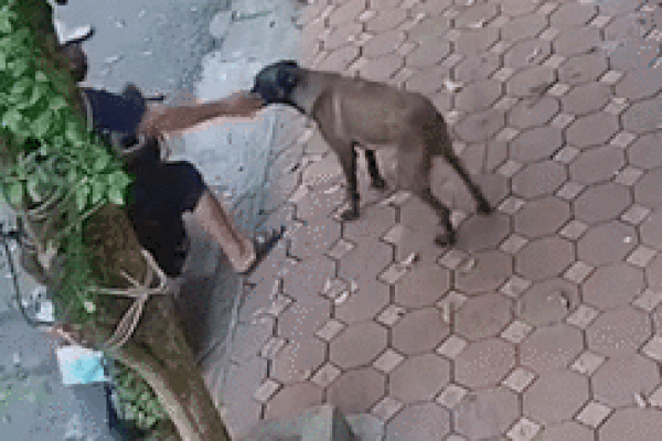 Chó mèo bị đánh bả chết la liệt” trong đêm, dân vây bắt đôi nam nữ thủ phạm-4