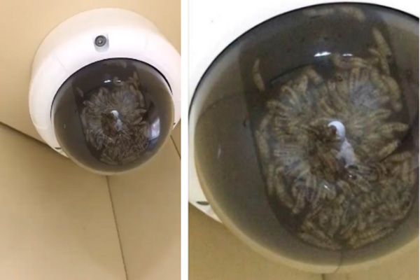 Xem lại camera an ninh, bà mẹ rụng rời chân tay phát hiện sinh vật đáng sợ lởn vởn trước nhà lúc đêm hôm-8