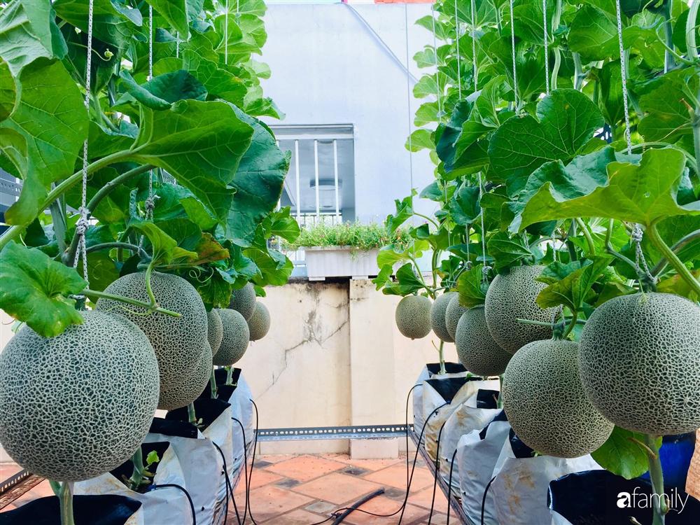 Gặp siêu nhân trồng dưa trên sân thượng, với kinh nghiệm trồng cây nào trĩu quả cây đó đáng ngưỡng mộ ở Sài Gòn-2
