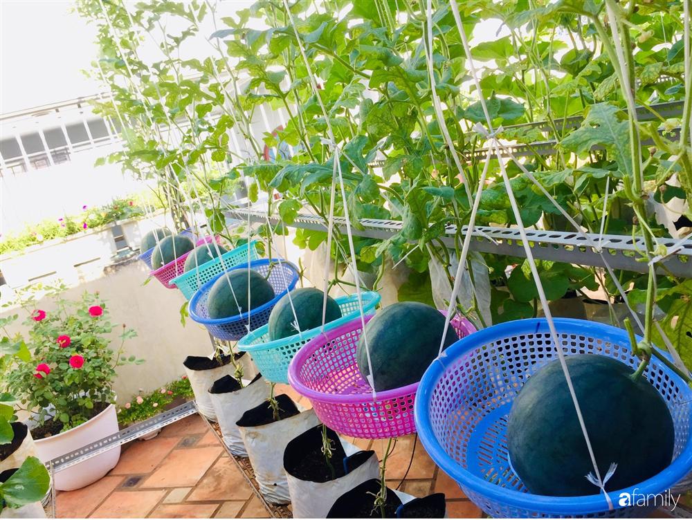 Gặp siêu nhân trồng dưa trên sân thượng, với kinh nghiệm trồng cây nào trĩu quả cây đó đáng ngưỡng mộ ở Sài Gòn-4
