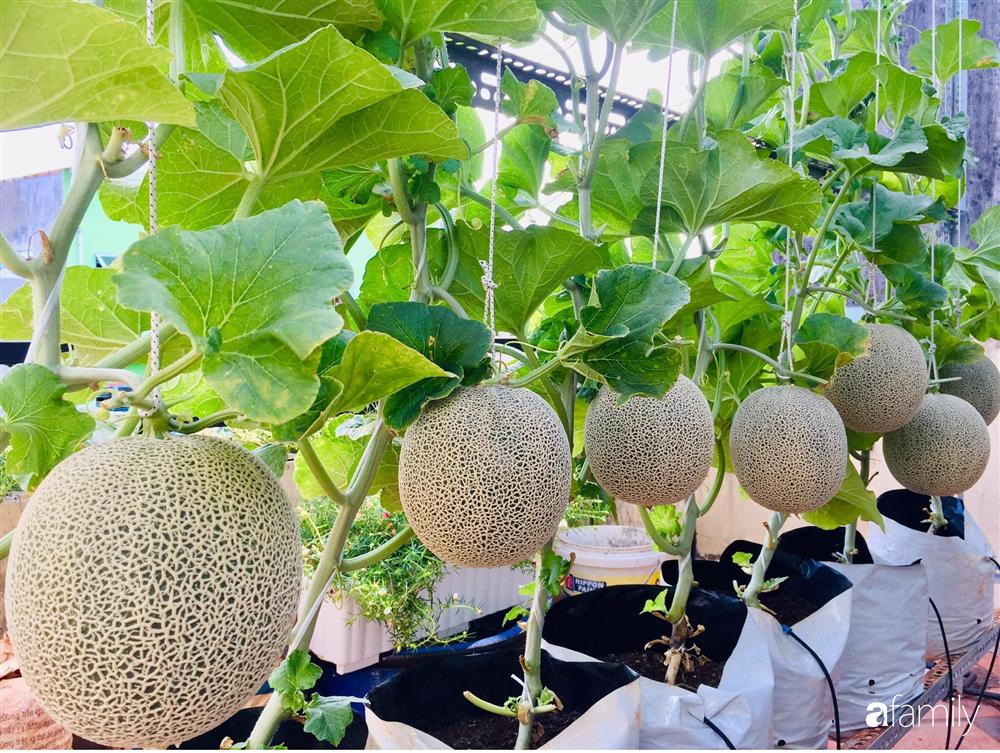 Gặp siêu nhân trồng dưa trên sân thượng, với kinh nghiệm trồng cây nào trĩu quả cây đó đáng ngưỡng mộ ở Sài Gòn-5