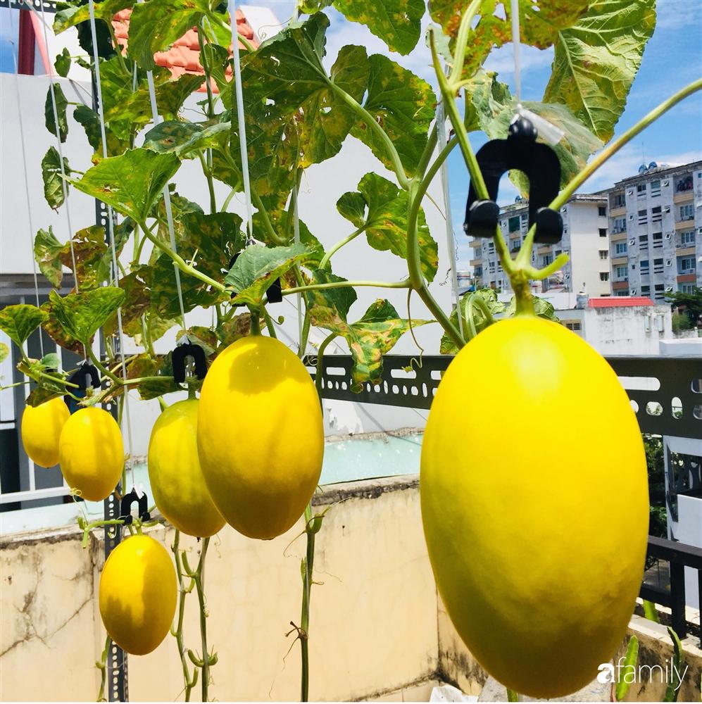 Gặp siêu nhân trồng dưa trên sân thượng, với kinh nghiệm trồng cây nào trĩu quả cây đó đáng ngưỡng mộ ở Sài Gòn-6