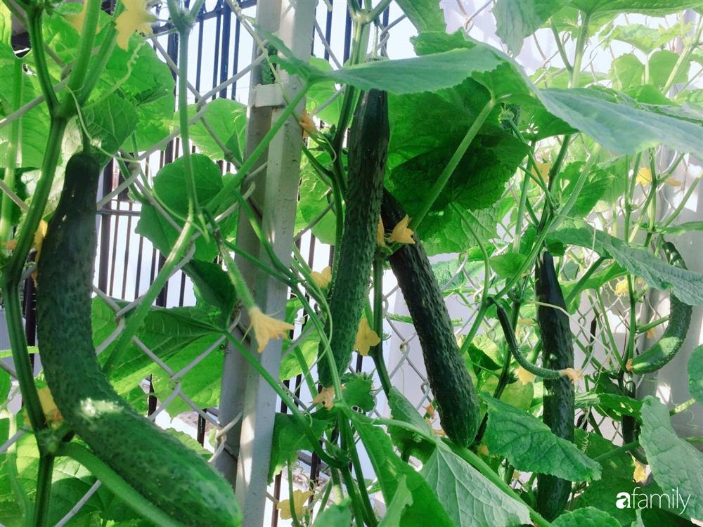 Gặp siêu nhân trồng dưa trên sân thượng, với kinh nghiệm trồng cây nào trĩu quả cây đó đáng ngưỡng mộ ở Sài Gòn-7