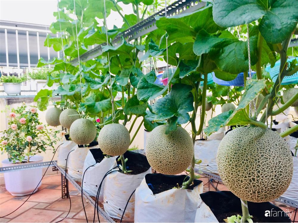 Gặp siêu nhân trồng dưa trên sân thượng, với kinh nghiệm trồng cây nào trĩu quả cây đó đáng ngưỡng mộ ở Sài Gòn-8