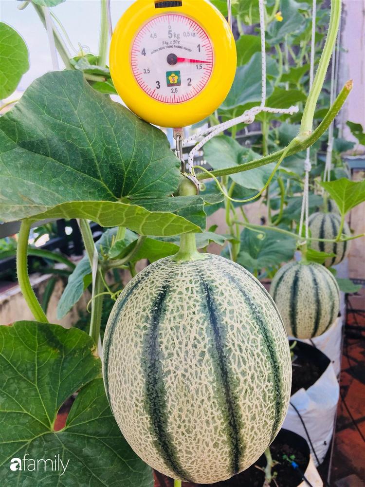 Gặp siêu nhân trồng dưa trên sân thượng, với kinh nghiệm trồng cây nào trĩu quả cây đó đáng ngưỡng mộ ở Sài Gòn-10