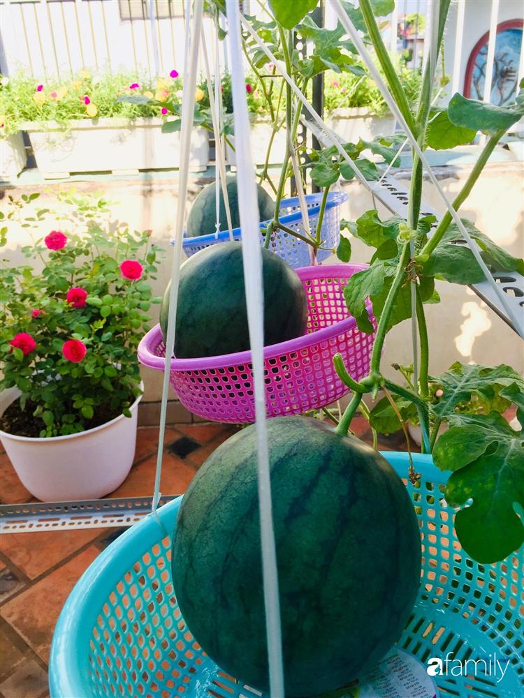 Gặp siêu nhân trồng dưa trên sân thượng, với kinh nghiệm trồng cây nào trĩu quả cây đó đáng ngưỡng mộ ở Sài Gòn-11