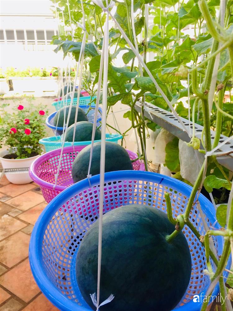 Gặp siêu nhân trồng dưa trên sân thượng, với kinh nghiệm trồng cây nào trĩu quả cây đó đáng ngưỡng mộ ở Sài Gòn-12