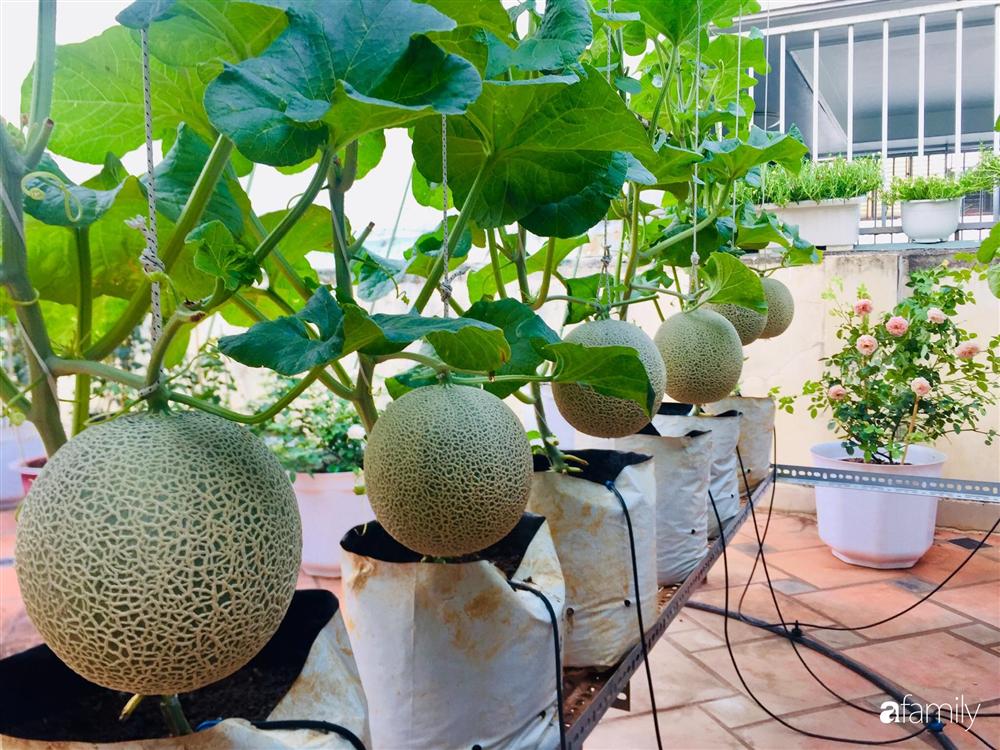 Gặp siêu nhân trồng dưa trên sân thượng, với kinh nghiệm trồng cây nào trĩu quả cây đó đáng ngưỡng mộ ở Sài Gòn-14