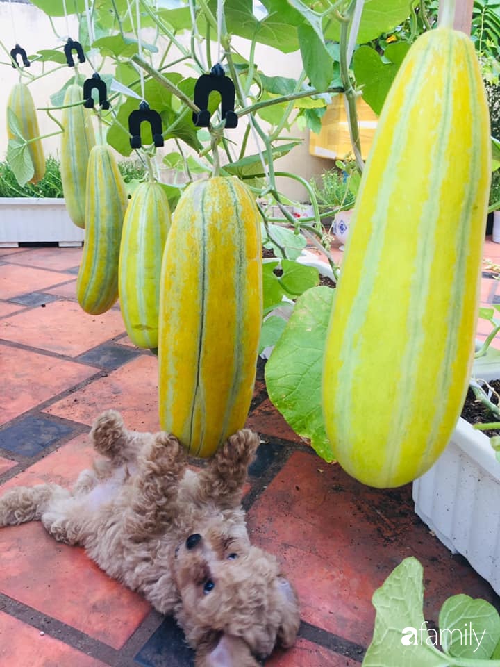 Gặp siêu nhân trồng dưa trên sân thượng, với kinh nghiệm trồng cây nào trĩu quả cây đó đáng ngưỡng mộ ở Sài Gòn-15