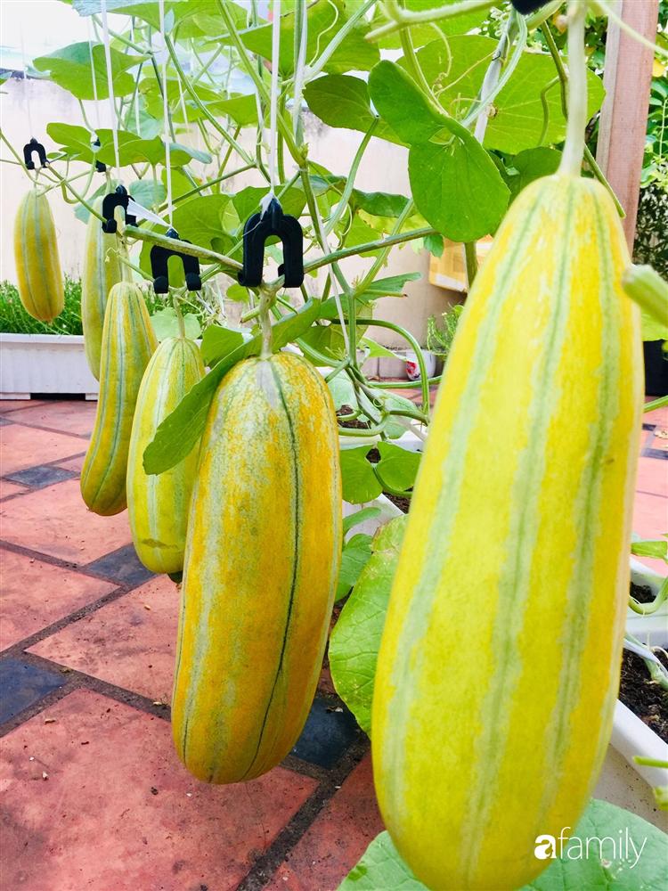 Gặp siêu nhân trồng dưa trên sân thượng, với kinh nghiệm trồng cây nào trĩu quả cây đó đáng ngưỡng mộ ở Sài Gòn-17