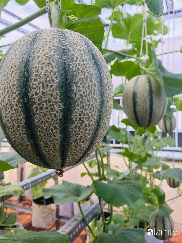 Gặp siêu nhân trồng dưa trên sân thượng, với kinh nghiệm trồng cây nào trĩu quả cây đó đáng ngưỡng mộ ở Sài Gòn-18