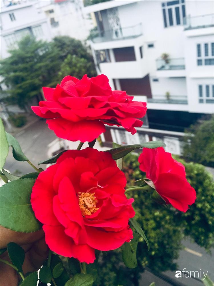 Gặp siêu nhân trồng dưa trên sân thượng, với kinh nghiệm trồng cây nào trĩu quả cây đó đáng ngưỡng mộ ở Sài Gòn-20