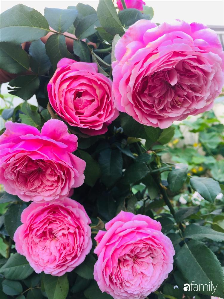 Gặp siêu nhân trồng dưa trên sân thượng, với kinh nghiệm trồng cây nào trĩu quả cây đó đáng ngưỡng mộ ở Sài Gòn-21