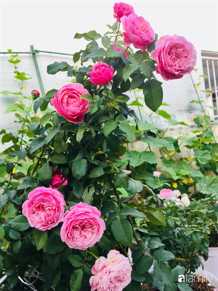 Gặp siêu nhân trồng dưa trên sân thượng, với kinh nghiệm trồng cây nào trĩu quả cây đó đáng ngưỡng mộ ở Sài Gòn-22