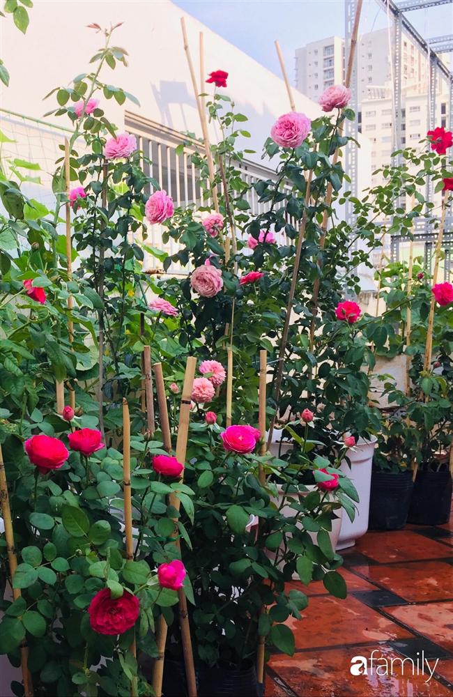 Gặp siêu nhân trồng dưa trên sân thượng, với kinh nghiệm trồng cây nào trĩu quả cây đó đáng ngưỡng mộ ở Sài Gòn-23