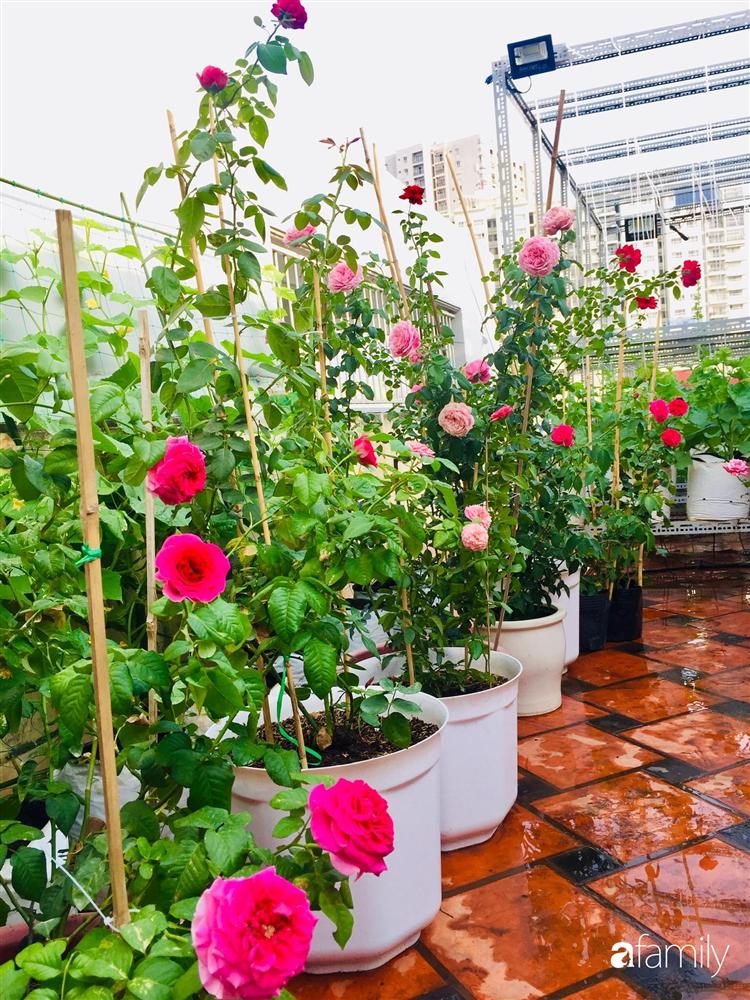 Gặp siêu nhân trồng dưa trên sân thượng, với kinh nghiệm trồng cây nào trĩu quả cây đó đáng ngưỡng mộ ở Sài Gòn-24