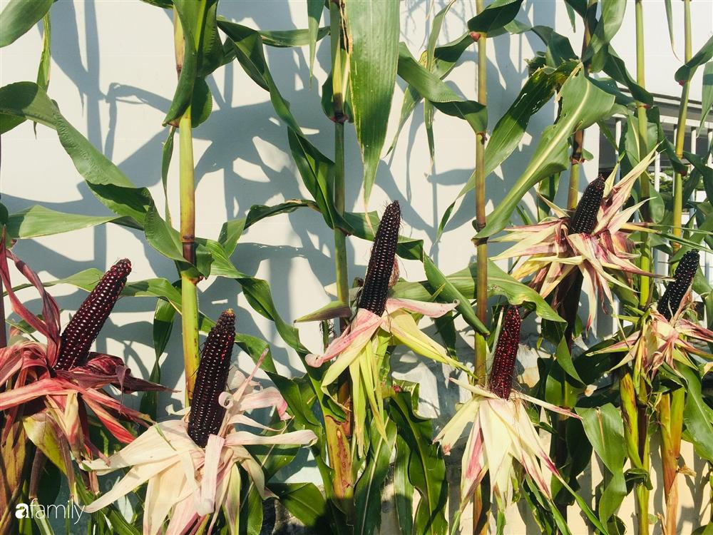 Gặp siêu nhân trồng dưa trên sân thượng, với kinh nghiệm trồng cây nào trĩu quả cây đó đáng ngưỡng mộ ở Sài Gòn-25