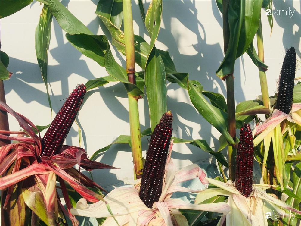 Gặp siêu nhân trồng dưa trên sân thượng, với kinh nghiệm trồng cây nào trĩu quả cây đó đáng ngưỡng mộ ở Sài Gòn-26