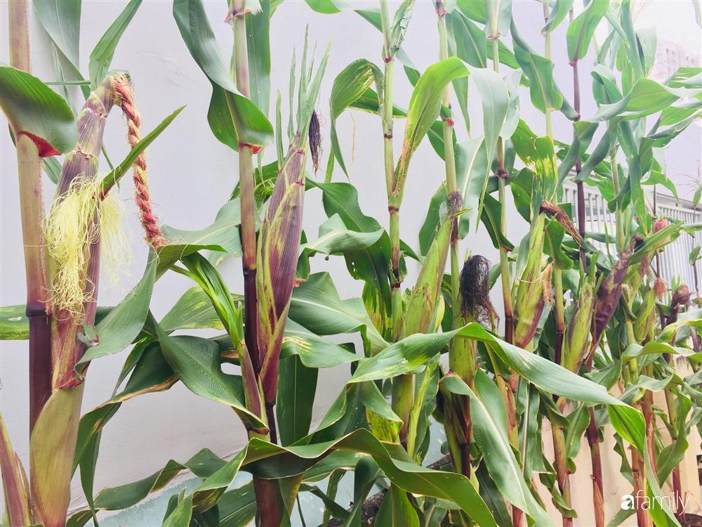 Gặp siêu nhân trồng dưa trên sân thượng, với kinh nghiệm trồng cây nào trĩu quả cây đó đáng ngưỡng mộ ở Sài Gòn-27
