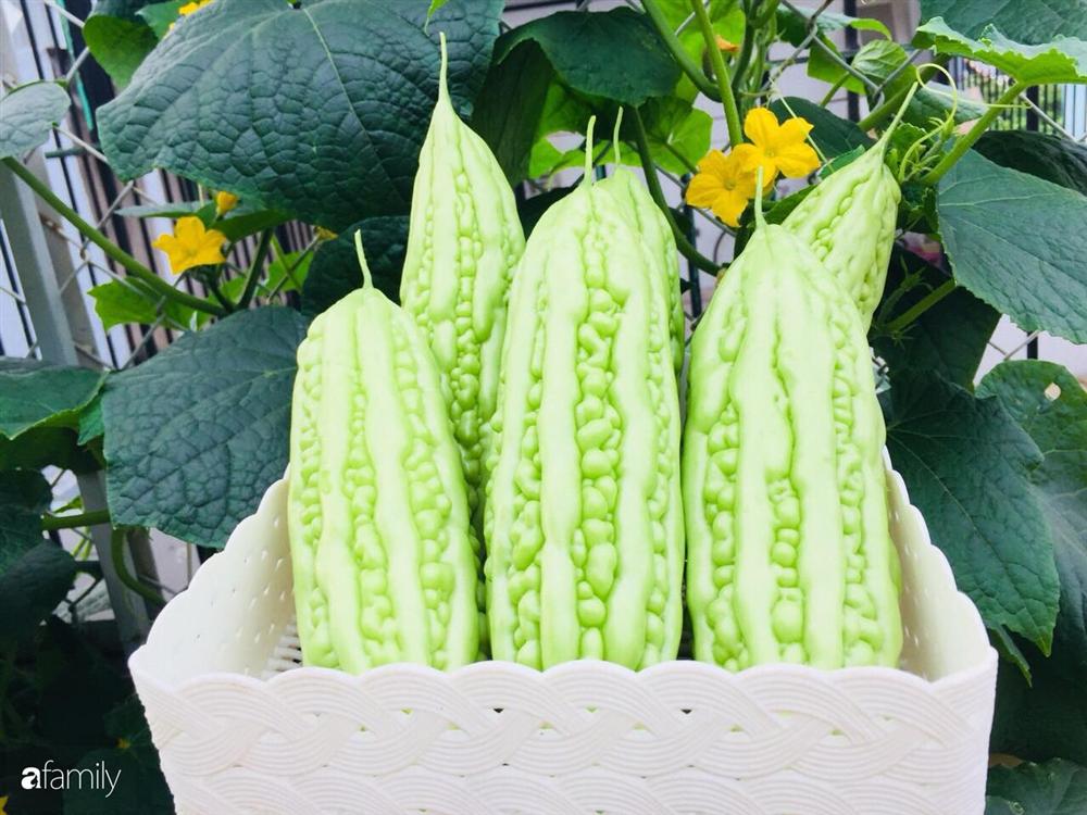 Gặp siêu nhân trồng dưa trên sân thượng, với kinh nghiệm trồng cây nào trĩu quả cây đó đáng ngưỡng mộ ở Sài Gòn-29