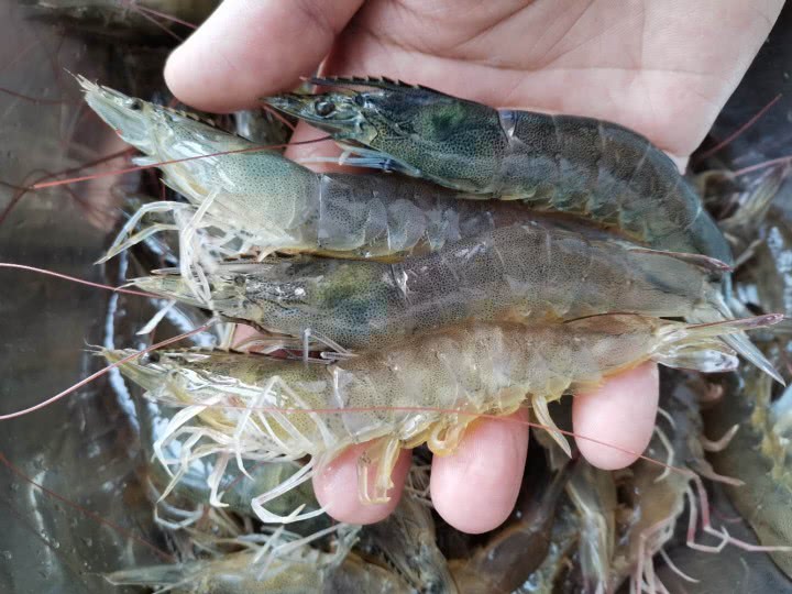 Khi mua tôm, thấy 4 điều này tránh ngay, người bán thầm khen bạn là chuyên gia-1