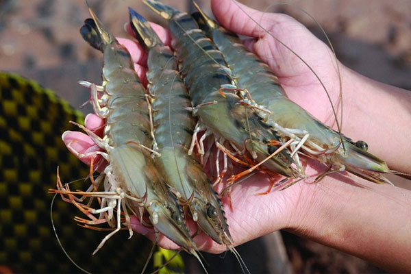 Tại sao nhà giàu không dùng thùng nhựa đựng gạo? Lý do khiến bạn bất ngờ-4