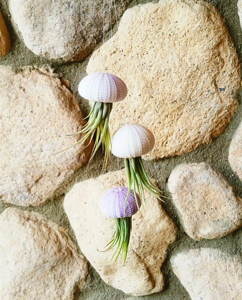 Khám phá xu hướng trồng cây mọng nước trang trí nhà thêm đẹp-3