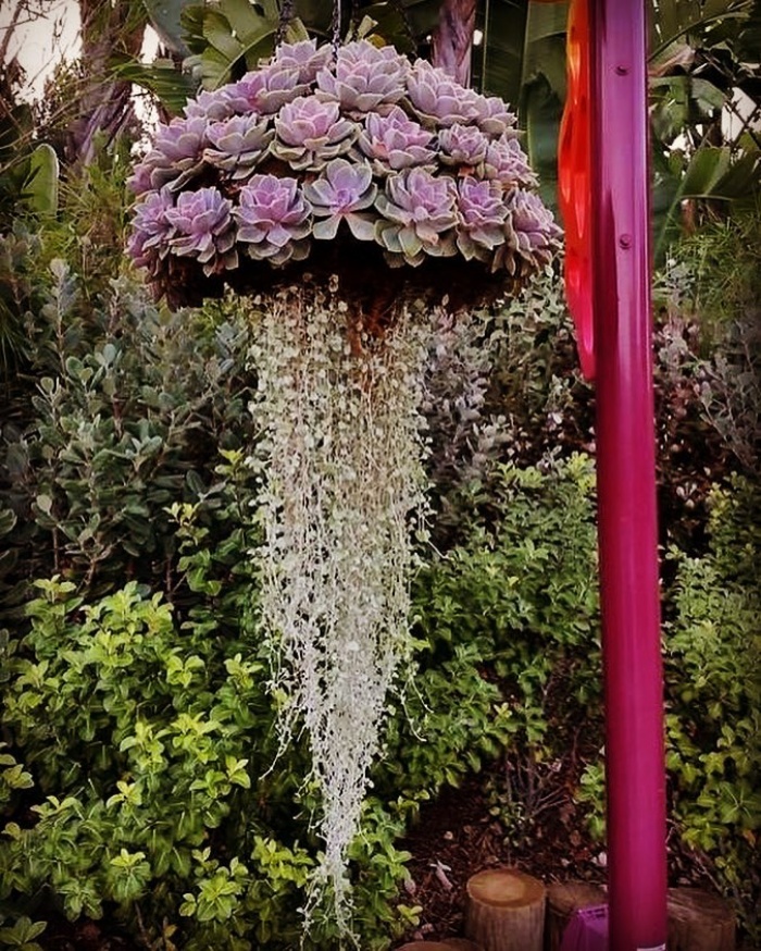 Khám phá xu hướng trồng cây mọng nước trang trí nhà thêm đẹp-4