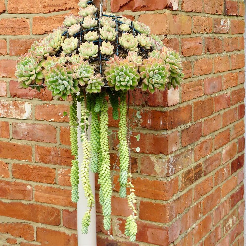 Khám phá xu hướng trồng cây mọng nước trang trí nhà thêm đẹp-5