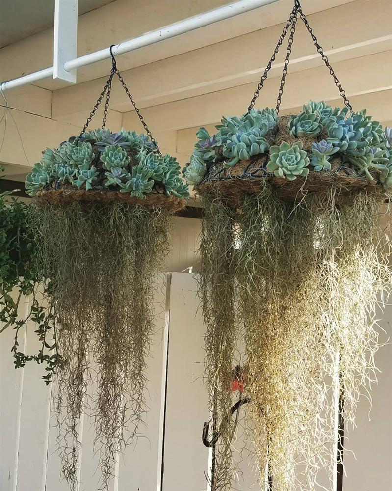 Khám phá xu hướng trồng cây mọng nước trang trí nhà thêm đẹp-6