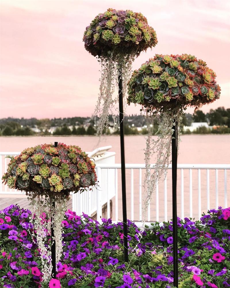 Khám phá xu hướng trồng cây mọng nước trang trí nhà thêm đẹp-9