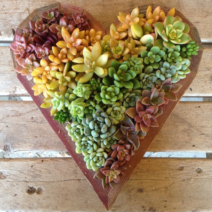 Khám phá xu hướng trồng cây mọng nước trang trí nhà thêm đẹp-10