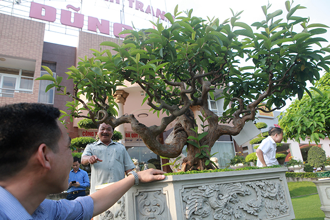 Siêu phẩm ổi có u cục kỳ quái của đại gia cây cảnh, trả tiền tỷ vẫn không bán-3