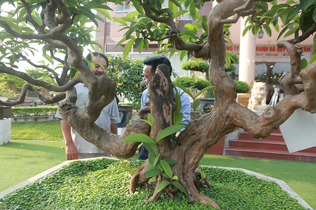 Siêu phẩm ổi có u cục kỳ quái của đại gia cây cảnh, trả tiền tỷ vẫn không bán-9