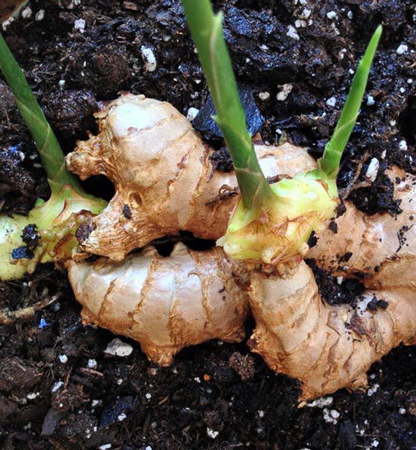 Cách trồng gừng tại nhà cho củ vừa to vừa mập, tha hồ ăn quanh năm không hết-1