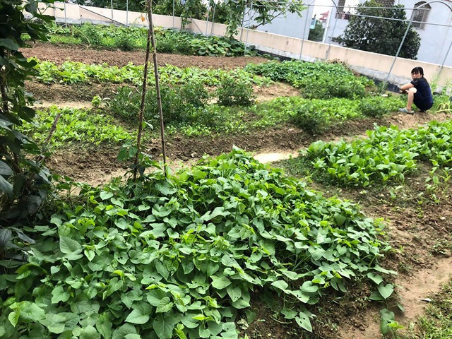 Mẹ đảm 8x ở Bắc Giang đổ đất làm vườn trên sân thượng tốt như nông trại”-1