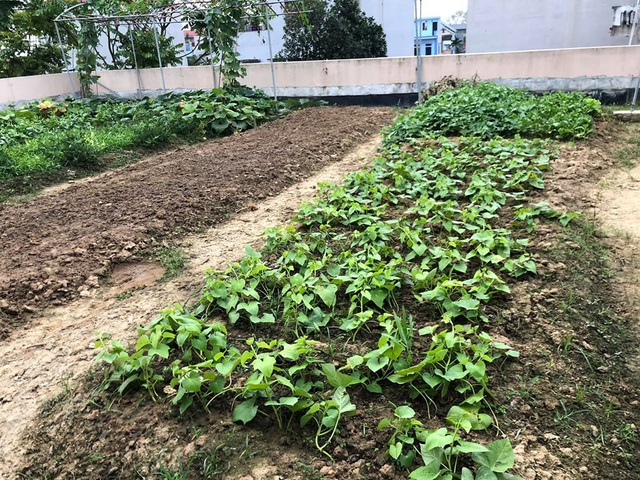 Mẹ đảm 8x ở Bắc Giang đổ đất làm vườn trên sân thượng tốt như nông trại”-2