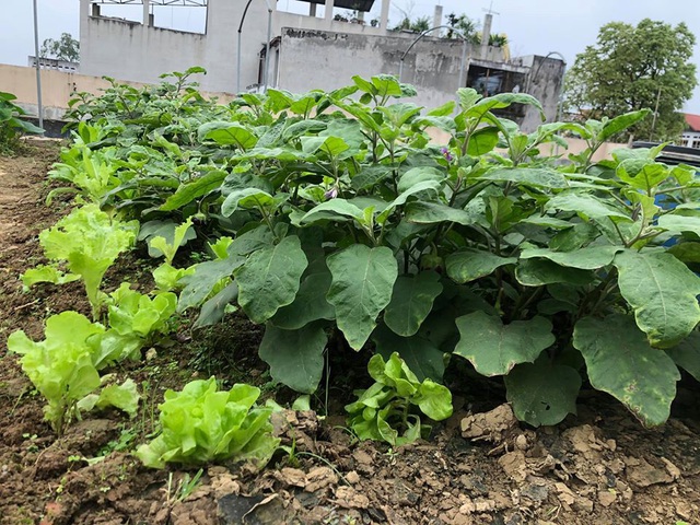 Mẹ đảm 8x ở Bắc Giang đổ đất làm vườn trên sân thượng tốt như nông trại”-3