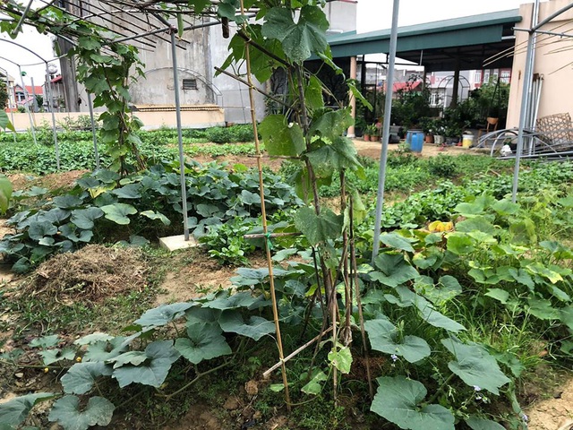 Mẹ đảm 8x ở Bắc Giang đổ đất làm vườn trên sân thượng tốt như nông trại”-5