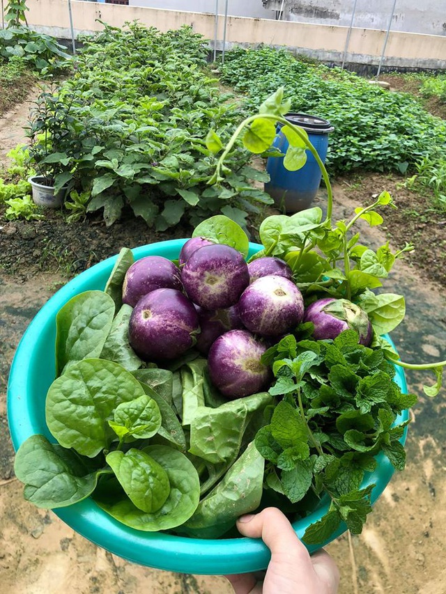 Mẹ đảm 8x ở Bắc Giang đổ đất làm vườn trên sân thượng tốt như nông trại”-6