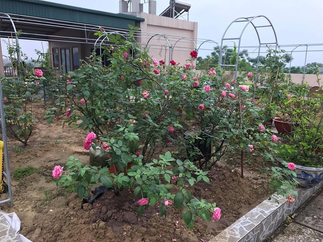Mẹ đảm 8x ở Bắc Giang đổ đất làm vườn trên sân thượng tốt như nông trại”-7