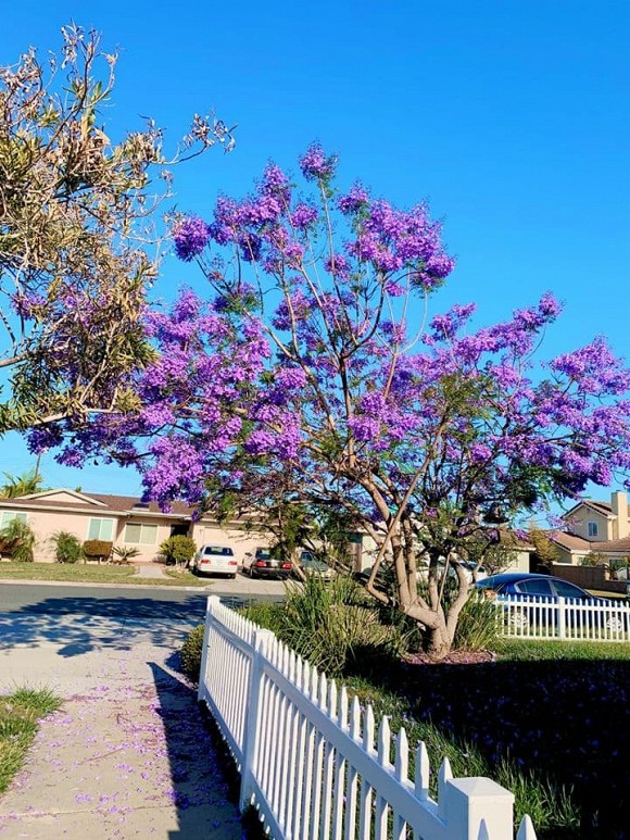 Hé lộ không gian sống của Ngọc Anh 3A tại Mỹ-7