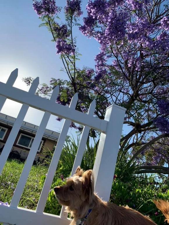 Hé lộ không gian sống của Ngọc Anh 3A tại Mỹ-8